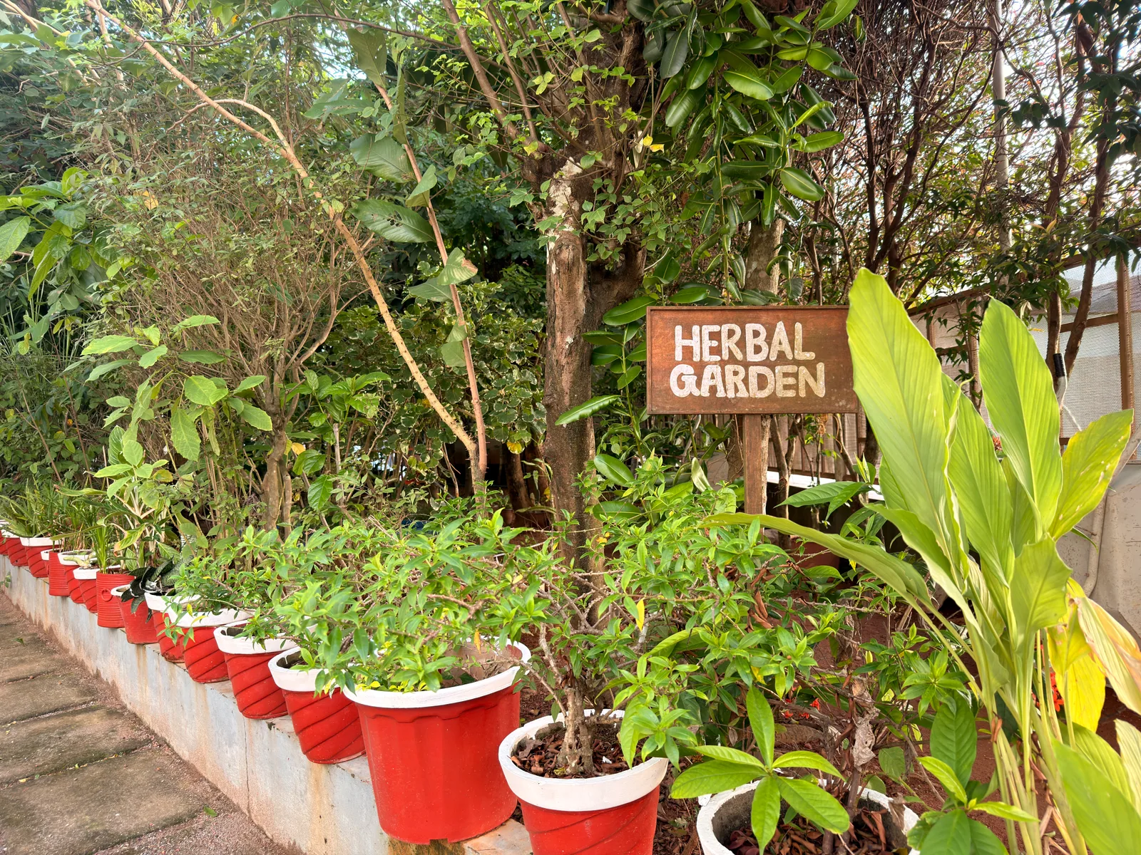 Oushadha Thottam cultivating over 200 species of indigenous healing plants Authentic herbal garden cultivating indigenous medicinal flora at Ayurgreen Hospital
